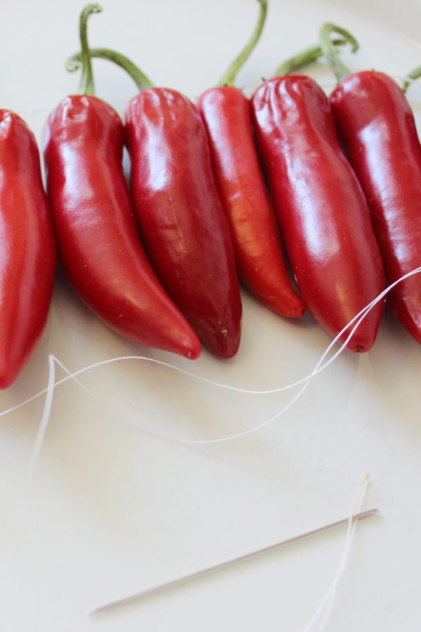 Hot peppers getting strung unto thread with a needle. 