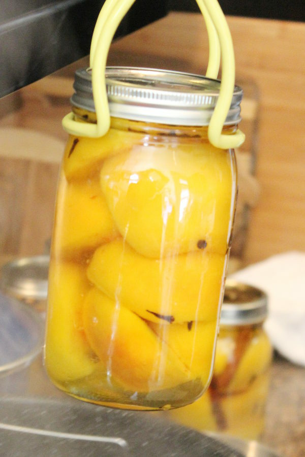 A home canned jar of peaches is lifted out of the water bath canner with the jar lifter. 