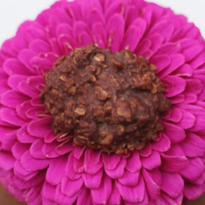 A peanut butter free chocolate no bake cookie centered on a purple zinnia flower.