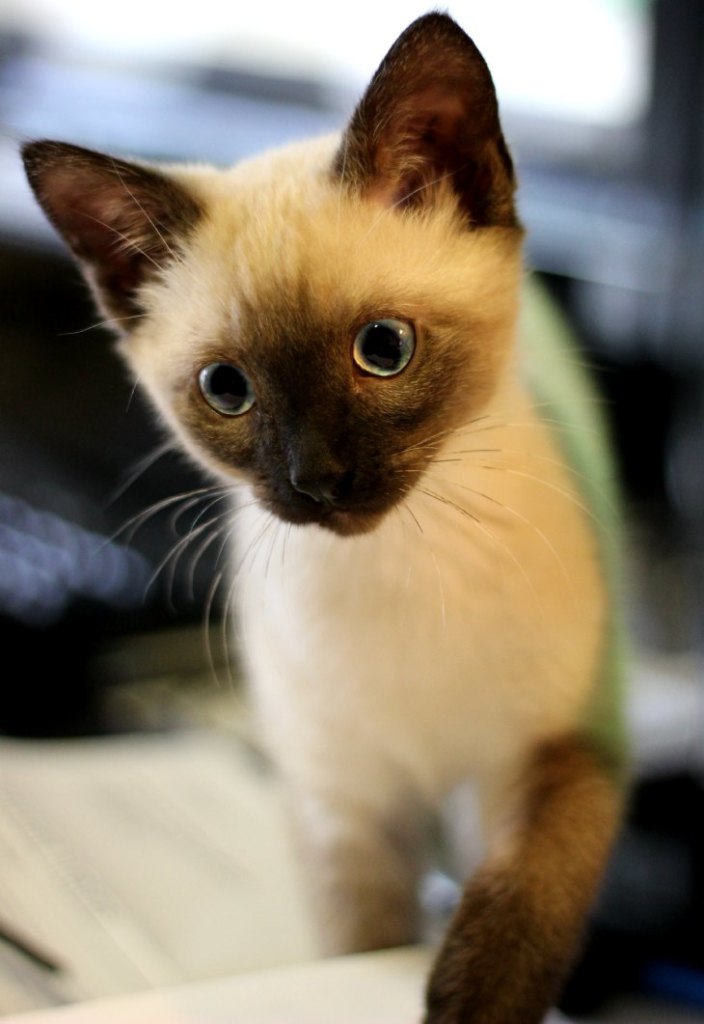 Kitten