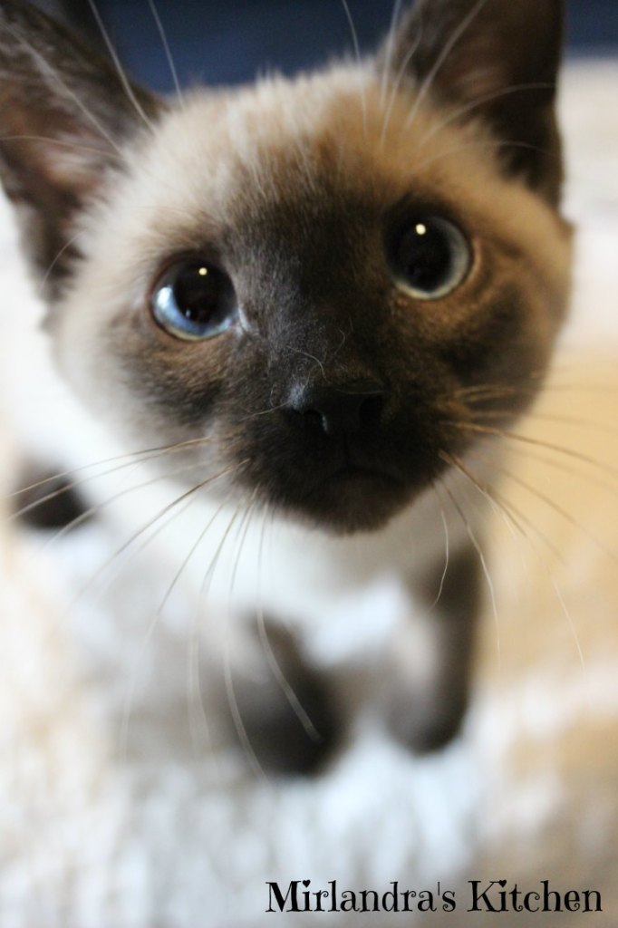MeetKitten