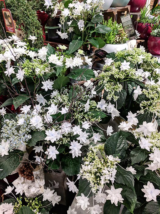 Beautiful pots of Shooting Star Hydrangea Plants from Albertsons on Broadway.  