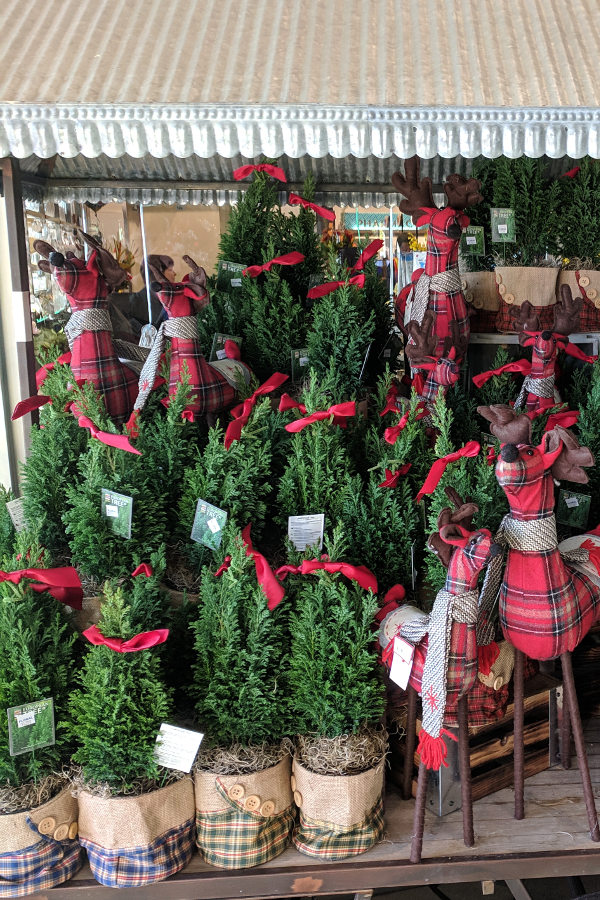 A display of small potted Christmas trees with a few plaid dear.