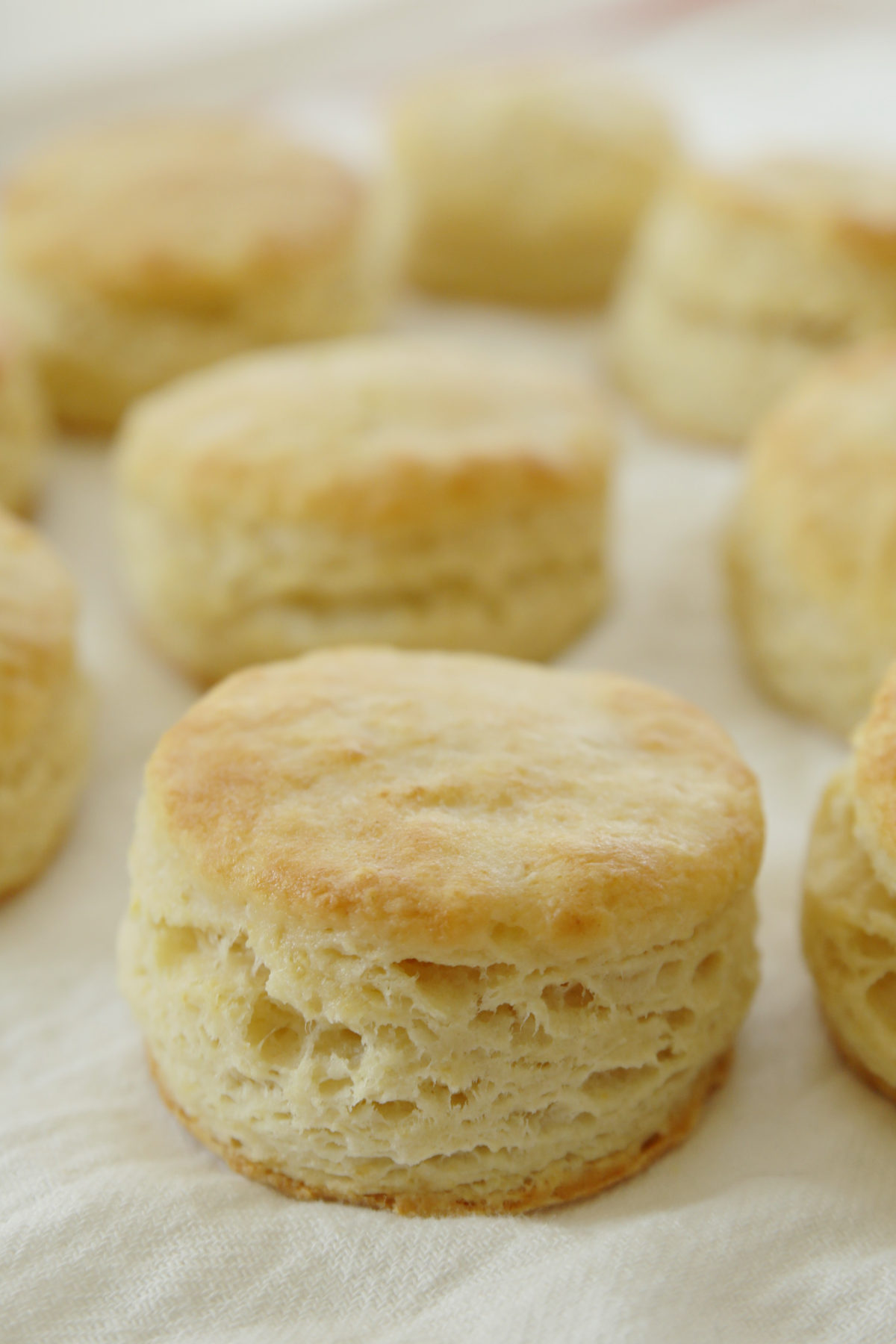 A close up image of golden butter biscuits on the tray baking. You can see the tender, flakey layers from the sides. 
